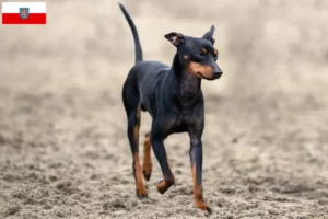 Lees meer over het artikel Engelse Toy Terrier fokkers en pups in Thüringen