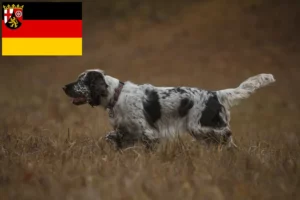 Lees meer over het artikel Engelse Springer Spaniel fokkers en pups in Rijnland-Palts