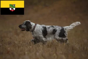 Lees meer over het artikel Engelse Springer Spaniel fokkers en pups in Saksen-Anhalt