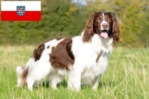 Lees meer over het artikel Engelse Springer Spaniel fokkers en pups in Thüringen