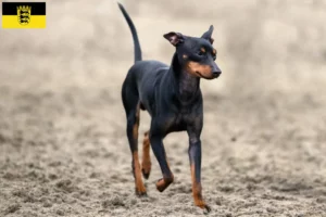 Lees meer over het artikel Engelse Toy Terrier fokkers en pups in Baden-Württemberg