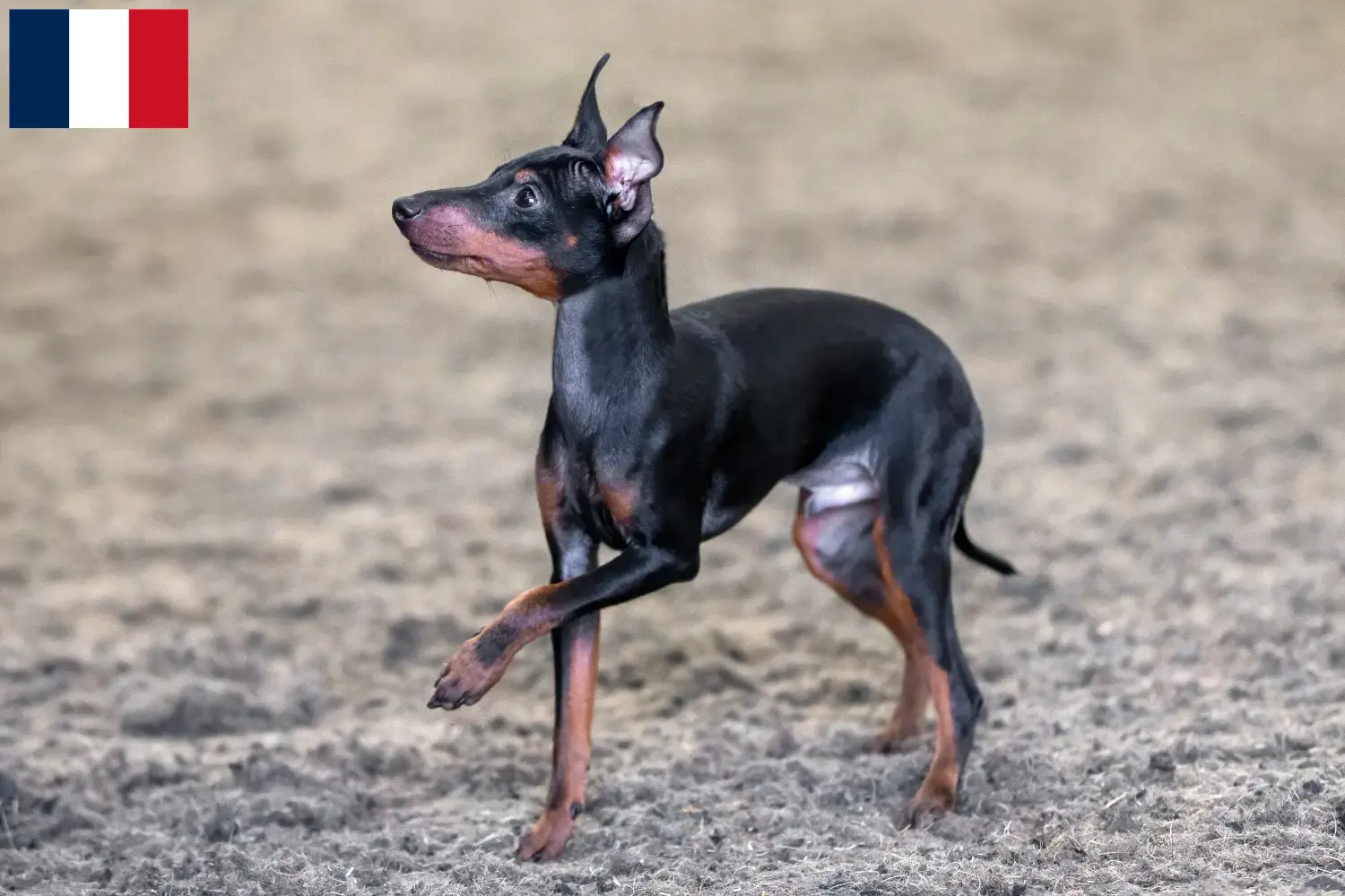 Lees meer over het artikel Engelse Toy Terrier fokkers en pups in Frankrijk