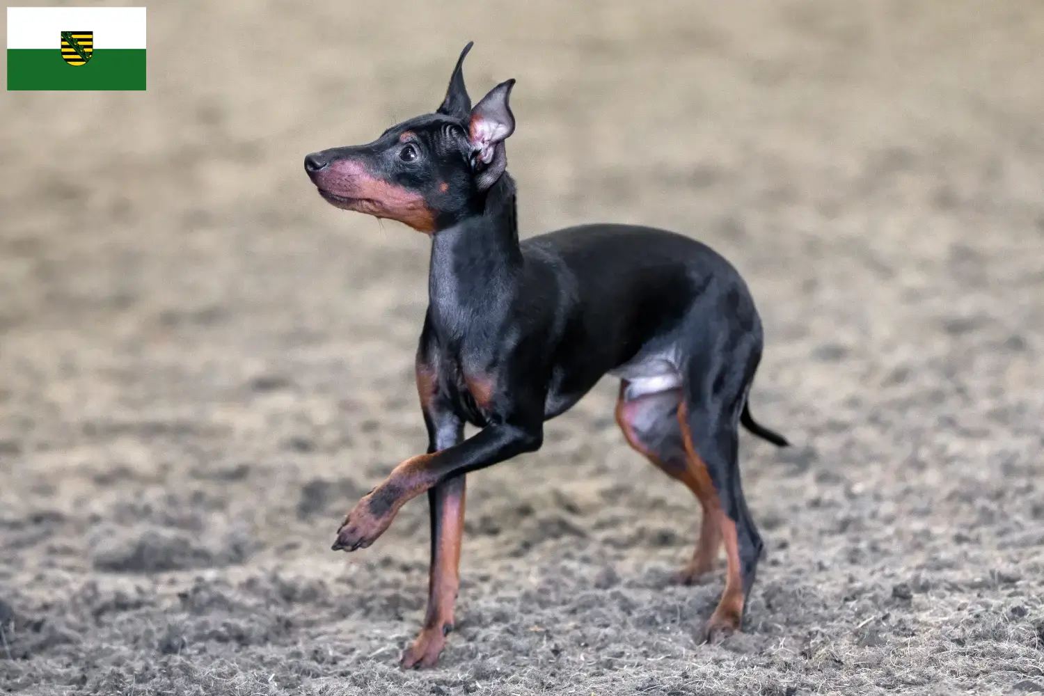 Lees meer over het artikel Engelse Toy Terrier fokkers en pups in Saksen