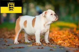 Lees meer over het artikel Engelse Bulldog fokkers en pups in Baden-Württemberg