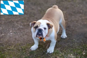 Lees meer over het artikel Engelse Bulldog fokkers en puppies in Beieren