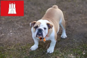 Lees meer over het artikel Engelse Bulldog fokker en pups in Hamburg