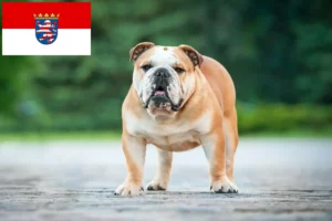 Lees meer over het artikel Engelse Bulldog fokkers en pups in Hessen