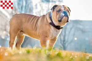 Lees meer over het artikel Engelse Bulldog fokkers en pups in Noord-Brabant