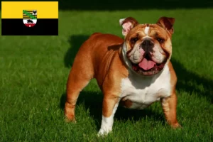 Lees meer over het artikel Engelse Bulldog fokkers en pups in Saksen-Anhalt