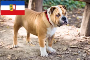 Lees meer over het artikel Engelse Bulldog fokkers en pups in Sleeswijk-Holstein