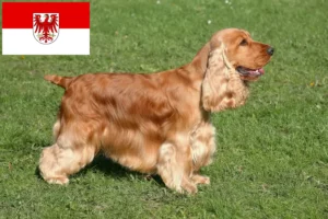 Lees meer over het artikel Engelse Cocker Spaniel fokkers en pups in Brandenburg