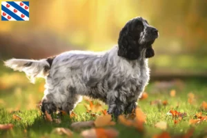 Lees meer over het artikel Engelse Cocker Spaniel fokker en pups in Friesland