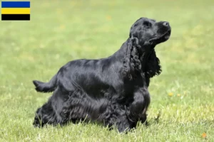 Lees meer over het artikel Engelse Cocker Spaniel fokkers en pups in Gelderland