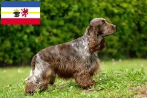 Lees meer over het artikel Engelse Cocker Spaniel fokkers en pups in Mecklenburg-Vorpommern