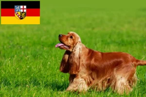 Lees meer over het artikel Engelse Cocker Spaniel fokkers en pups in Saarland