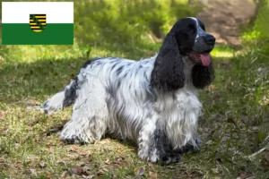 Lees meer over het artikel Engelse Cocker Spaniel fokkers en pups in Saksen