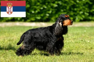 Lees meer over het artikel Engelse Cocker Spaniel fokkers en pups in Servië