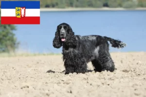 Lees meer over het artikel Engelse Cocker Spaniel fokkers en pups in Sleeswijk-Holstein