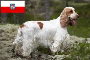 Lees meer over het artikel Engelse Cocker Spaniel fokkers en pups in Thüringen