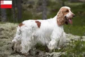 Lees meer over het artikel Engelse Cocker Spaniel fokker en pups in Utrecht