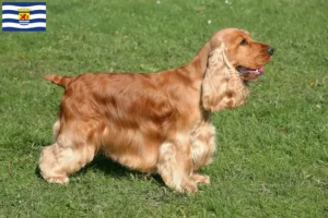 Lees meer over het artikel Engelse Cocker Spaniel fokkers en pups in Zeeland