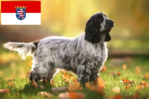 Lees meer over het artikel Engelse Cocker Spaniel fokkers en pups in Hessen