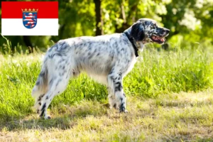 Lees meer over het artikel Engelse Setter fokkers en pups in Hessen