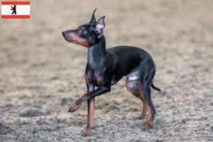 Lees meer over het artikel Engelse Toy Terrier fokkers en pups in Berlijn