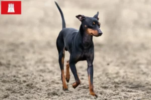 Lees meer over het artikel Engelse Toy Terrier fokkers en pups in Hamburg