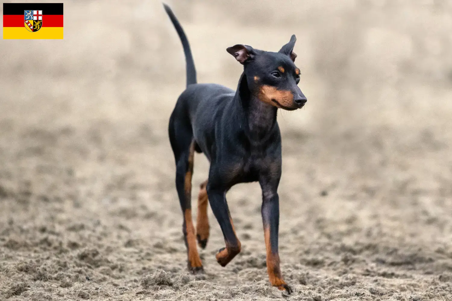 Lees meer over het artikel Engelse Toy Terrier fokkers en pups in Saarland