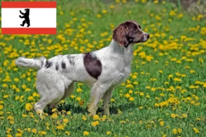 Lees meer over het artikel Engelse Springer Spaniel fokkers en pups in Berlijn