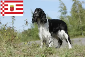 Lees meer over het artikel Engelse Springer Spaniel fokker en pups in Bremen