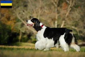 Lees meer over het artikel Engelse Springer Spaniel fokkers en pups in Gelderland