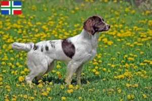 Lees meer over het artikel Engelse Springer Spaniël fokkers en pups in Groningen