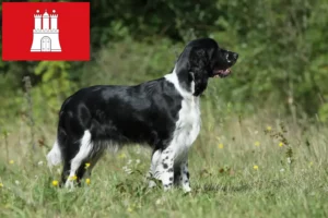 Lees meer over het artikel Engelse Springer Spaniel fokkers en pups in Hamburg