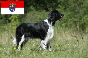 Lees meer over het artikel Engelse Springer Spaniel fokkers en pups in Hessen