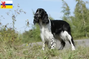 Lees meer over het artikel Engelse Springer Spaniël fokker en pups in Limburg