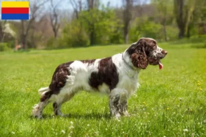 Lees meer over het artikel Engelse Springer Spaniel fokkers en pups in Noord-Holland