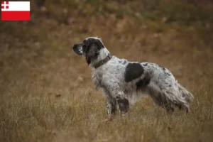 Lees meer over het artikel Engelse Springer Spaniël fokker en pups in Utrecht