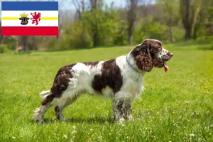 Lees meer over het artikel Engelse Springer Spaniel fokkers en pups in Mecklenburg-Vorpommern