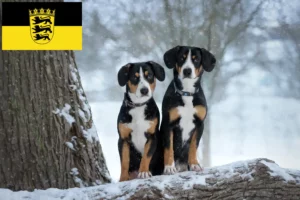 Lees meer over het artikel Entlebuch Sennenhondenfokker en Puppies in Baden-Württemberg