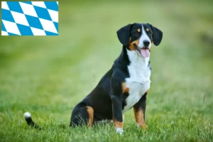 Lees meer over het artikel Entlebuch Sennenhondenfokker en Puppies in Beieren