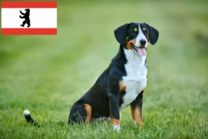 Lees meer over het artikel Entlebucher Sennenhondenfokker en Puppies in Berlijn