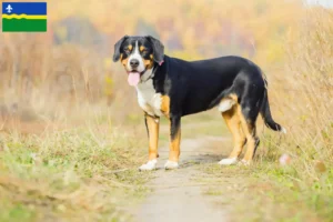 Lees meer over het artikel Entlebuch Sennenhondenfokker en Puppies in Flevoland