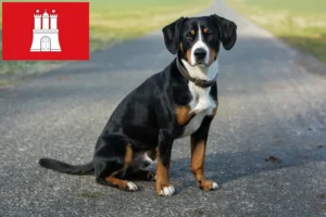 Lees meer over het artikel Entlebucher Sennenhondenfokker en Puppies in Hamburg