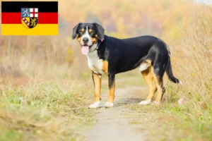 Lees meer over het artikel Entlebuch Sennenhondenfokker en Puppies in Saarland