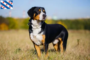 Lees meer over het artikel Entlebucher Sennenhondenfokker en Puppies in Friesland