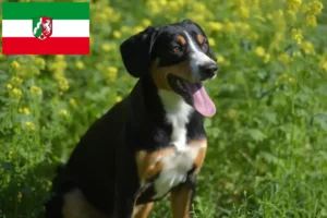 Lees meer over het artikel Entlebucher Sennenhondenfokker en Puppies in Noordrijn-Westfalen