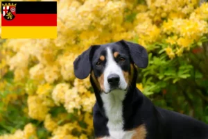 Lees meer over het artikel Entlebucher Sennenhondenfokker en Puppies in Rijnland-Palts