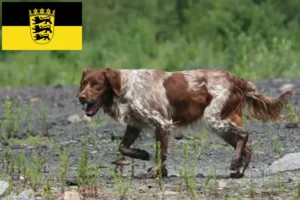 Lees meer over het artikel Epagneul Breton fokkers en pups in Baden-Württemberg